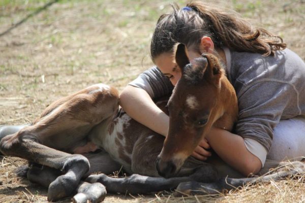 Allevamento cavalli Appaloosa