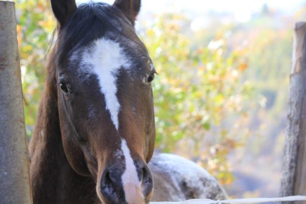 Allevamento cavalli Appaloosa