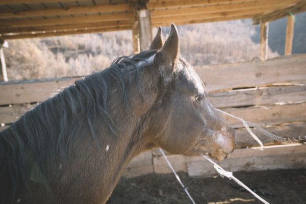 Allevamento cavalli Appaloosa