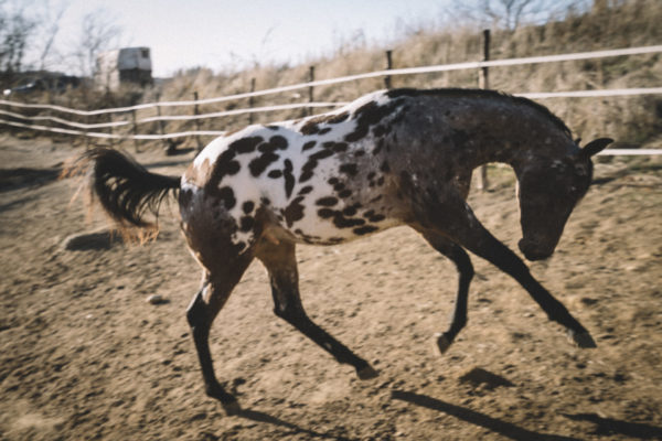 Allevamento cavalli Appaloosa