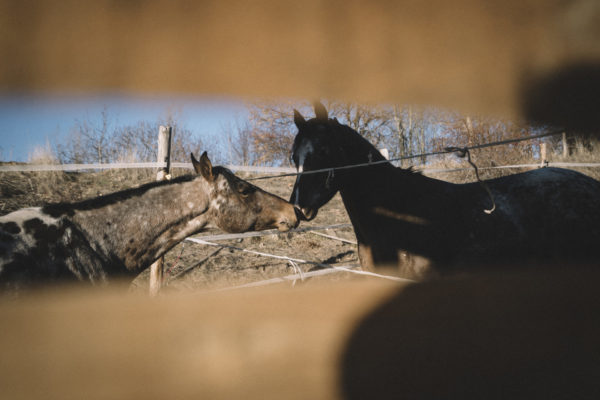 Allevamento cavalli Appaloosa