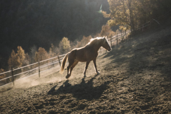 Allevamento cavalli Appaloosa