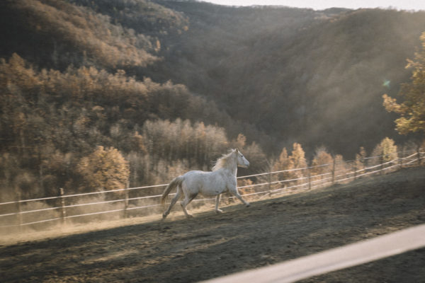 Allevamento cavalli Appaloosa