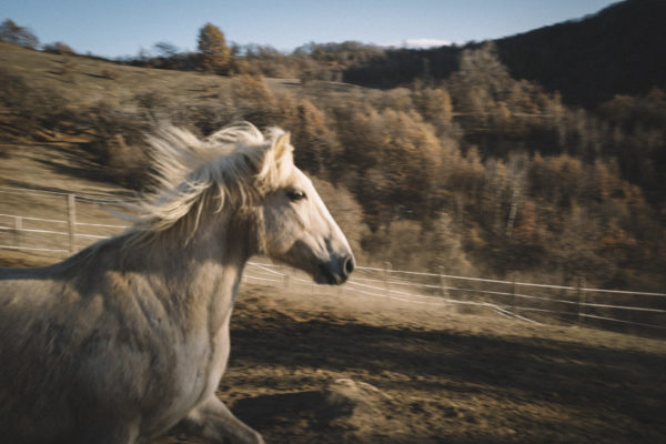 Allevamento cavalli Appaloosa