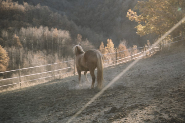 Allevamento cavalli Appaloosa