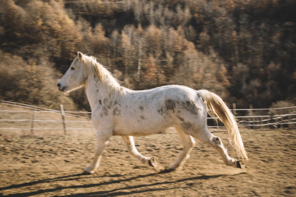 Allevamento cavalli Appaloosa