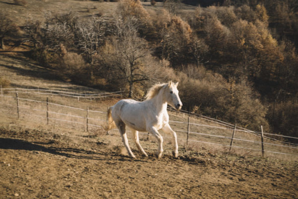 Allevamento cavalli Appaloosa