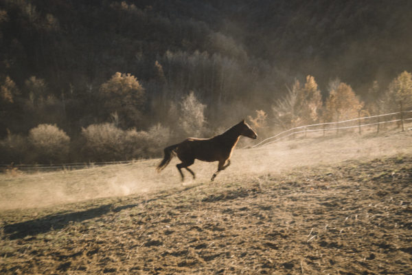 Allevamento cavalli Appaloosa