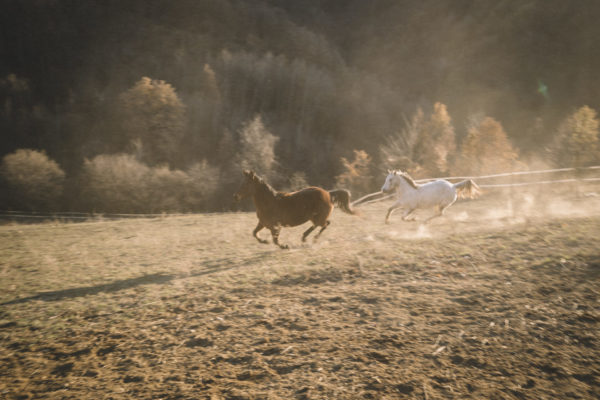 Allevamento cavalli Appaloosa