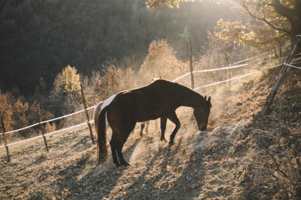 Allevamento cavalli Appaloosa