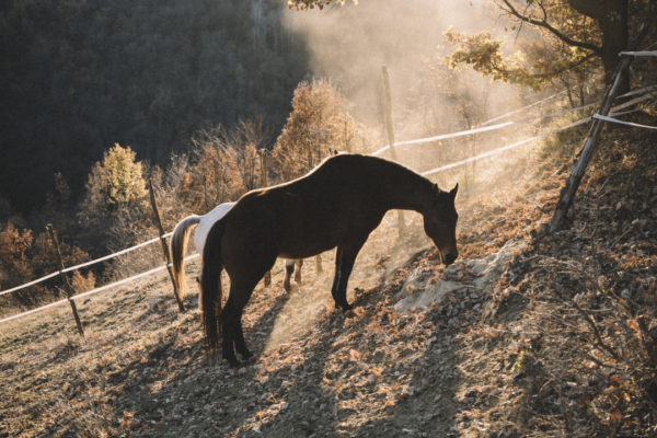 Allevamento cavalli Appaloosa