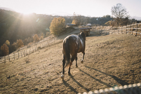 Allevamento cavalli Appaloosa