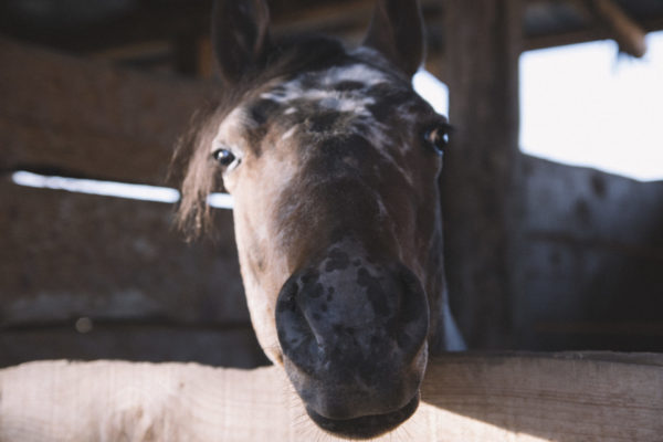 Allevamento cavalli Appaloosa