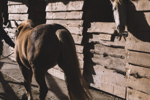 Allevamento cavalli Appaloosa