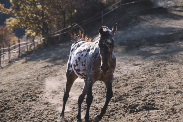 Allevamento cavalli Appaloosa