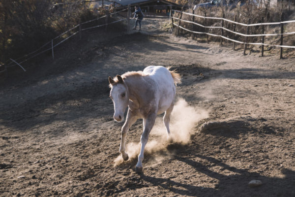 Allevamento cavalli Appaloosa