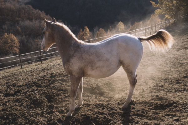 Allevamento cavalli Appaloosa