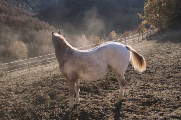 Allevamento cavalli Appaloosa