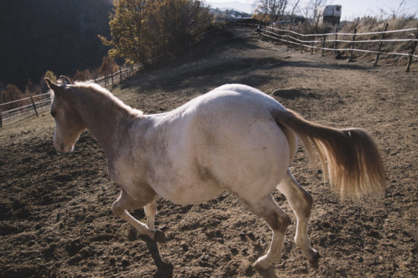 Allevamento cavalli Appaloosa