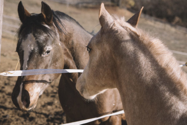 Allevamento cavalli Appaloosa