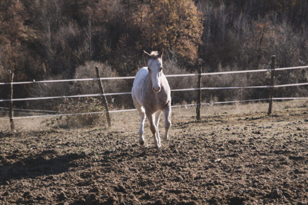 Allevamento cavalli Appaloosa