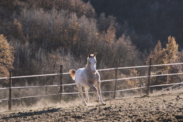 Allevamento cavalli Appaloosa