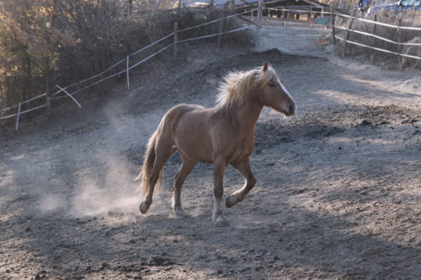 Allevamento cavalli Appaloosa