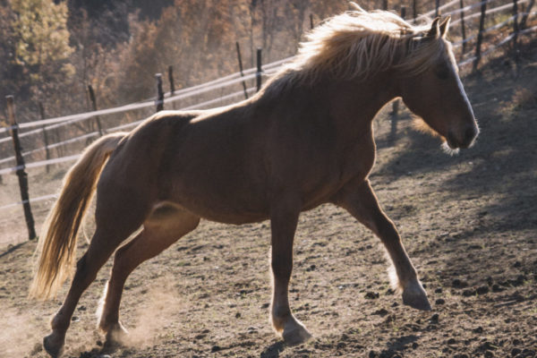 Allevamento cavalli Appaloosa