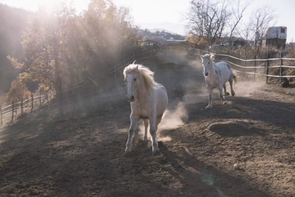 Allevamento cavalli Appaloosa