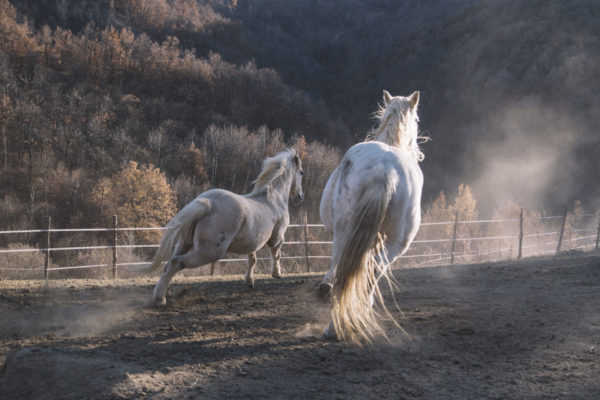 Allevamento cavalli Appaloosa