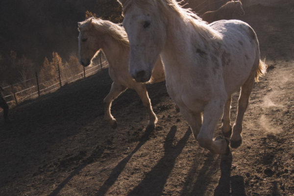 Allevamento cavalli Appaloosa