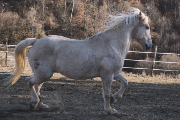 Allevamento cavalli Appaloosa