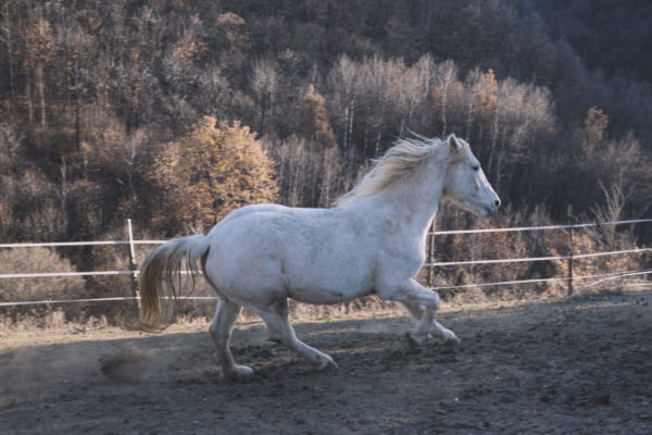 Allevamento cavalli Appaloosa