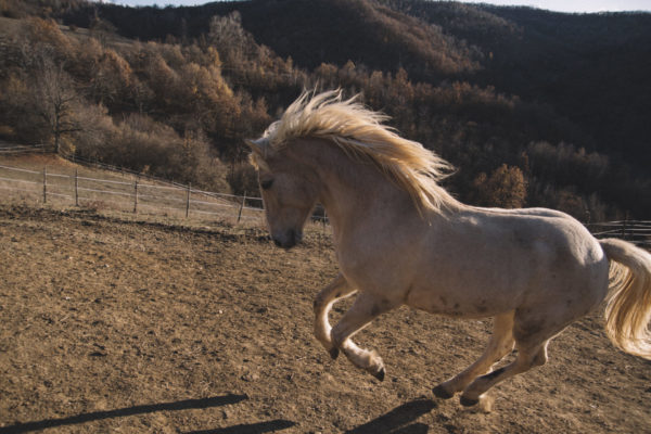 Allevamento cavalli Appaloosa