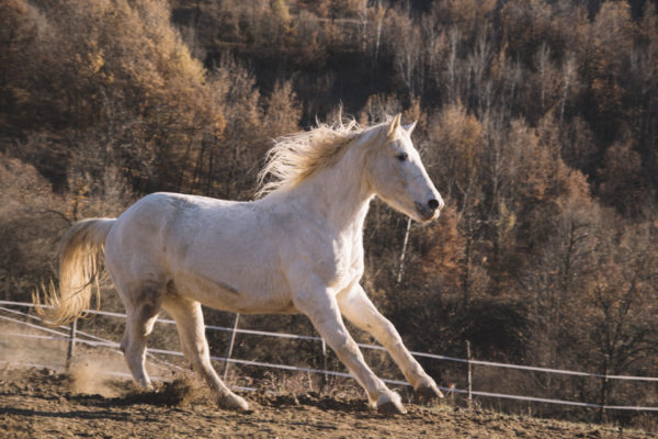 Allevamento cavalli Appaloosa