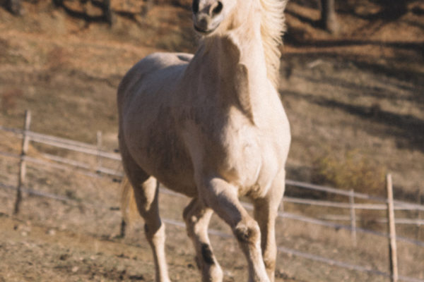 Allevamento cavalli Appaloosa