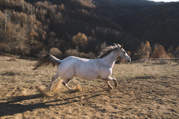 Allevamento cavalli Appaloosa