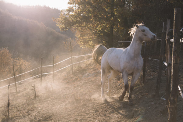 Allevamento cavalli Appaloosa