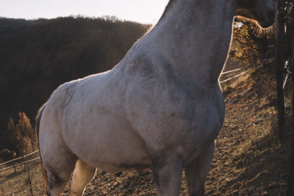 Allevamento cavalli Appaloosa