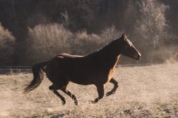 Allevamento cavalli Appaloosa