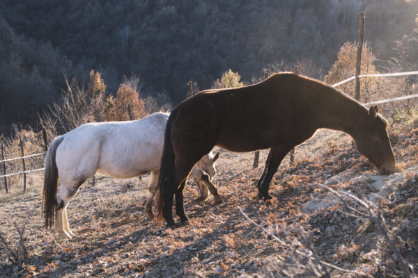 Allevamento cavalli Appaloosa