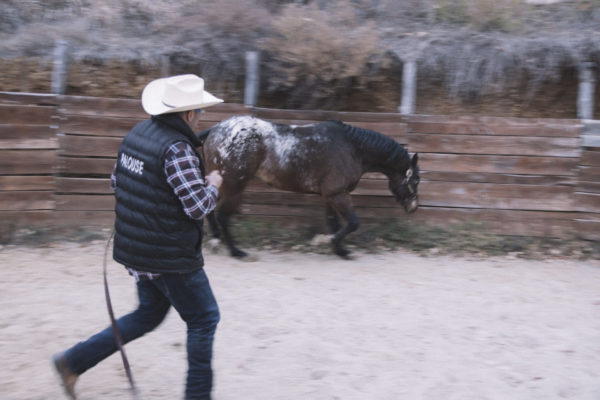 Allevamento cavalli Appaloosa