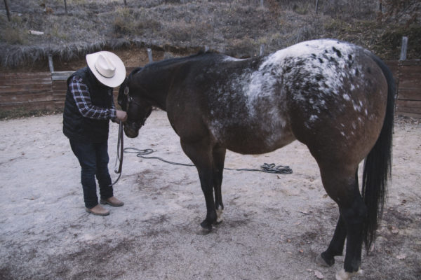 Allevamento cavalli Appaloosa