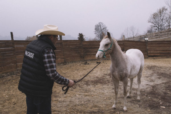 Allevamento cavalli Appaloosa