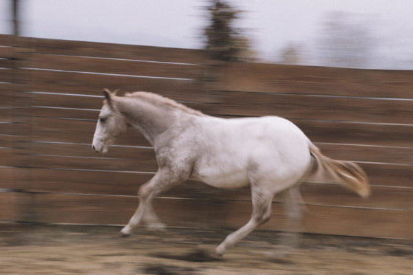 Allevamento cavalli Appaloosa