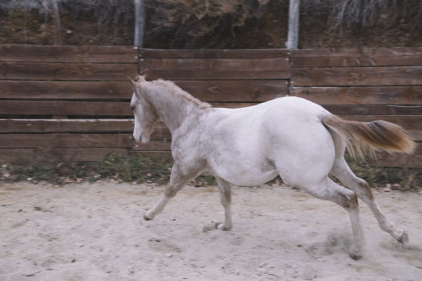 Allevamento cavalli Appaloosa