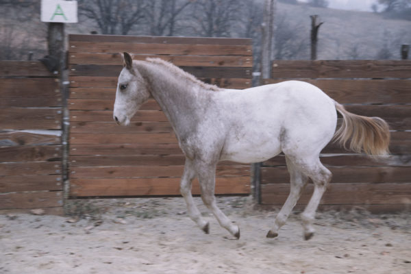 Allevamento cavalli Appaloosa