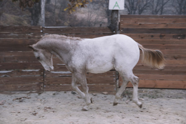 Allevamento cavalli Appaloosa