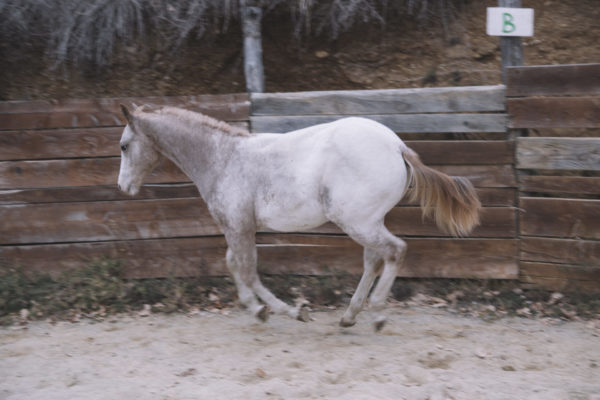 Allevamento cavalli Appaloosa