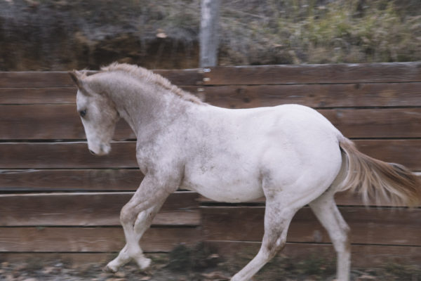 Allevamento cavalli Appaloosa